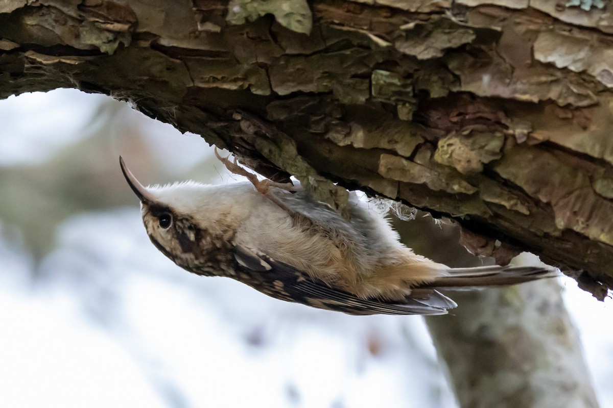 Brown Creeper - ML645023266