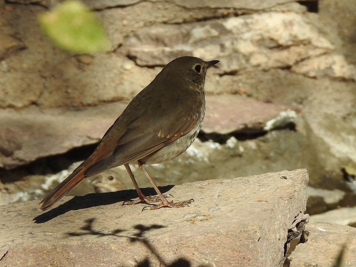 Дрізд-короткодзьоб плямистоволий - ML645023292