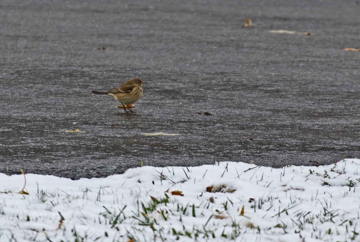 Щеврик американський - ML645023298