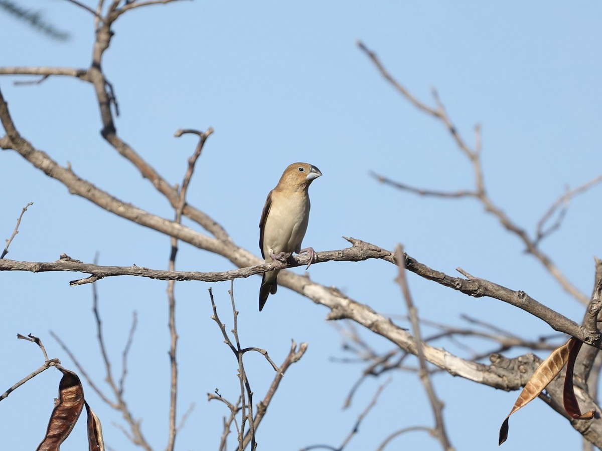 African Silverbill - ML645023339
