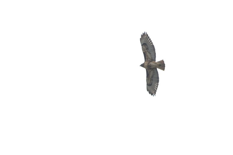 Red-tailed Hawk - ML645023347