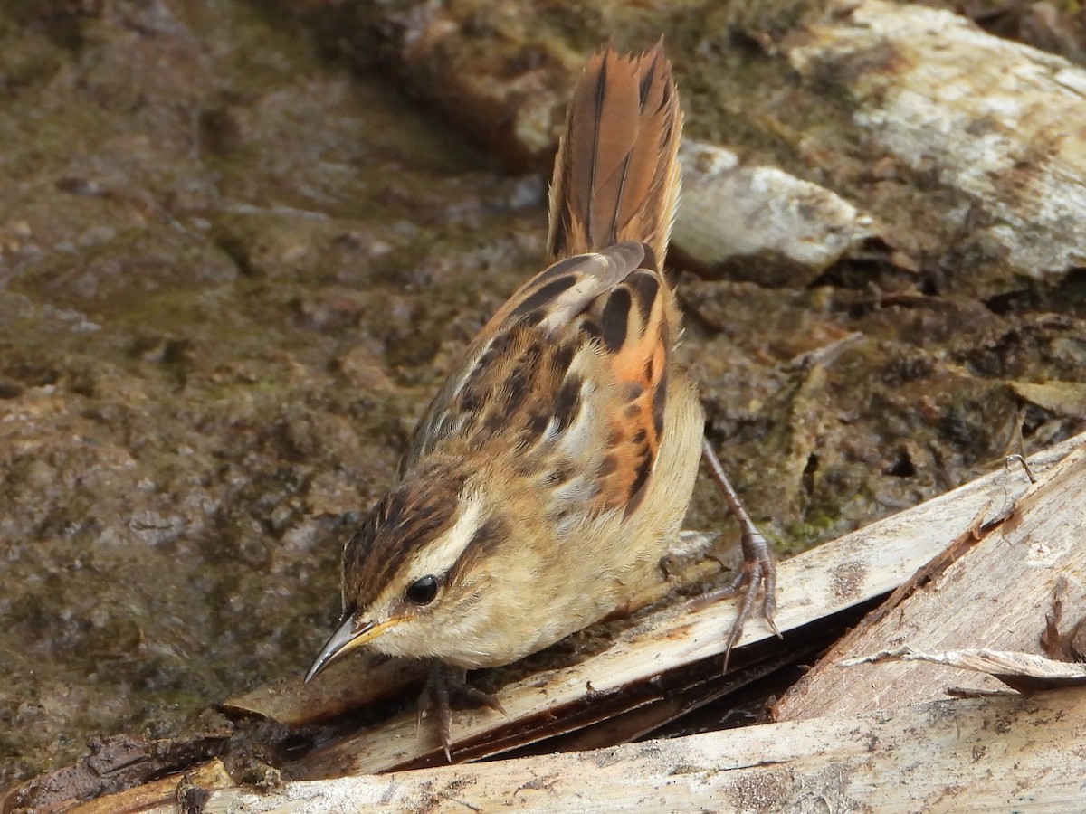 Wren-like Rushbird - ML645023352