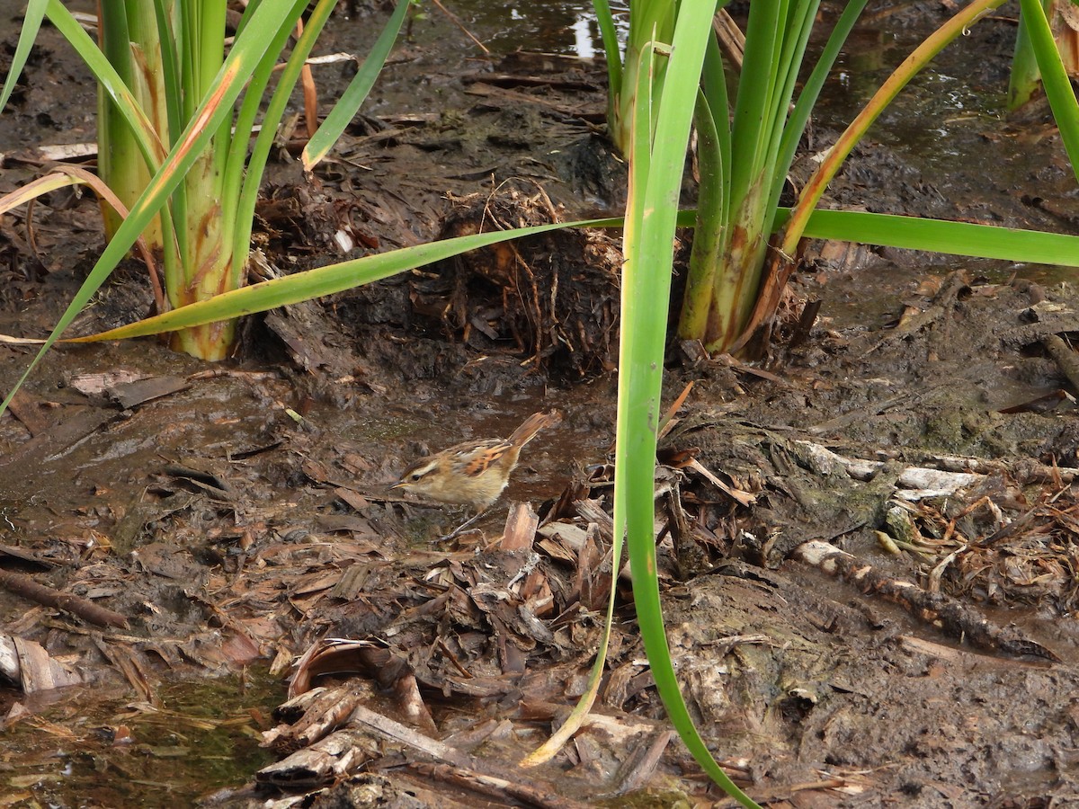 Wren-like Rushbird - ML645023353