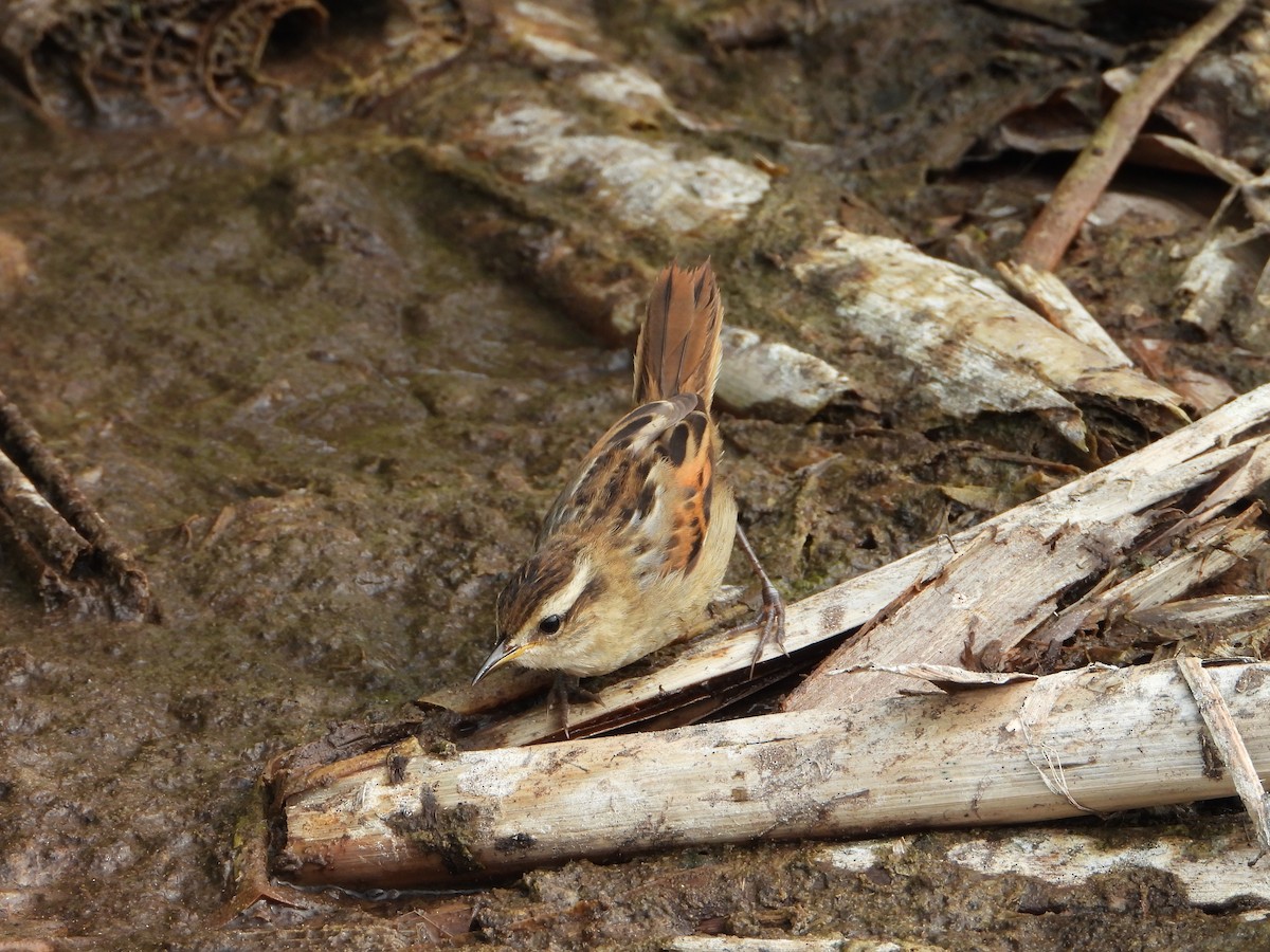 Wren-like Rushbird - ML645023354