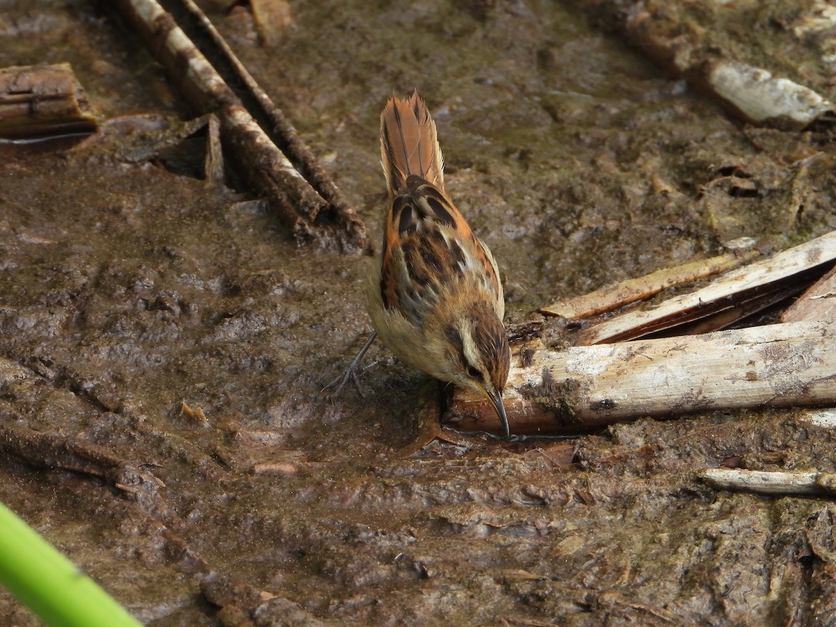 Wren-like Rushbird - ML645023355