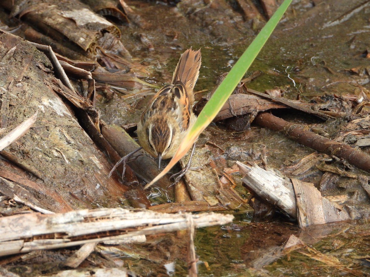 Wren-like Rushbird - ML645023356