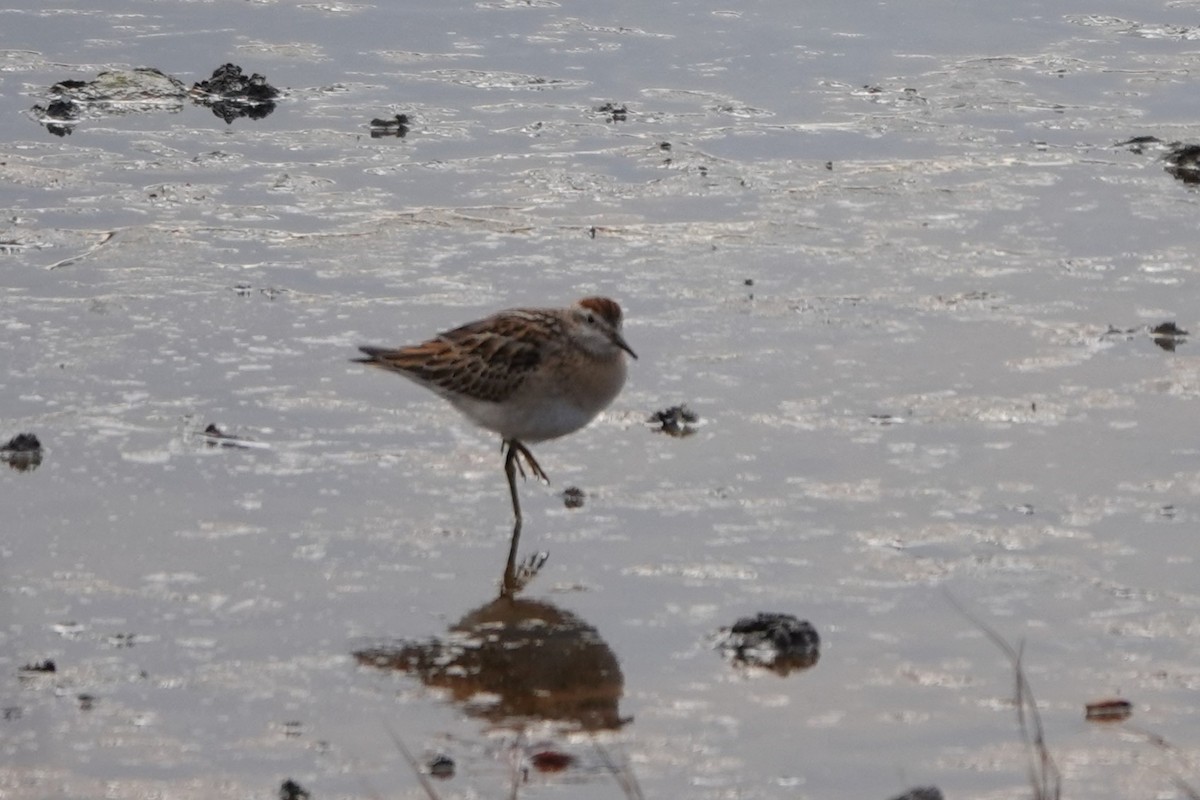 jespák klínoocasý - ML645023360