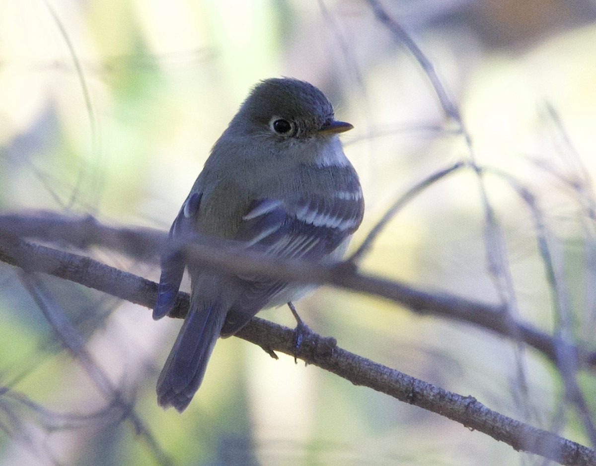 Hammond's Flycatcher - ML645023388