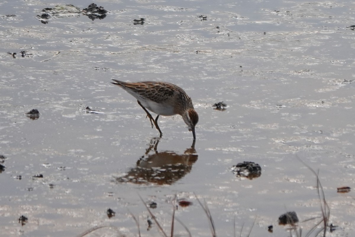 jespák klínoocasý - ML645023394