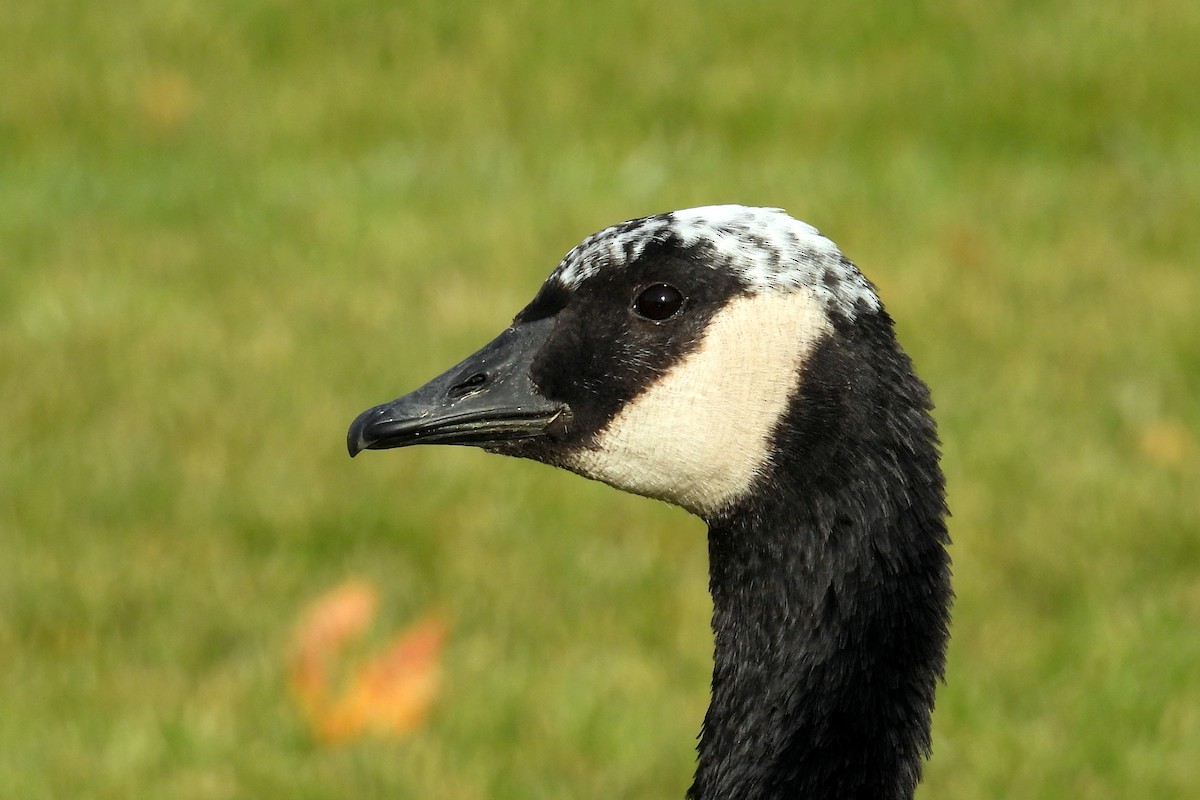 Canada Goose - ML645023397