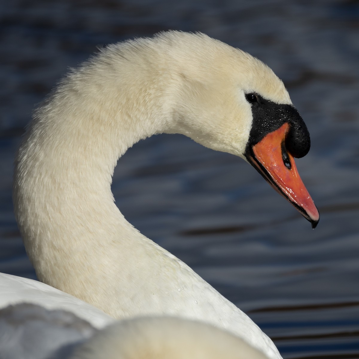 labuť velká - ML645023399