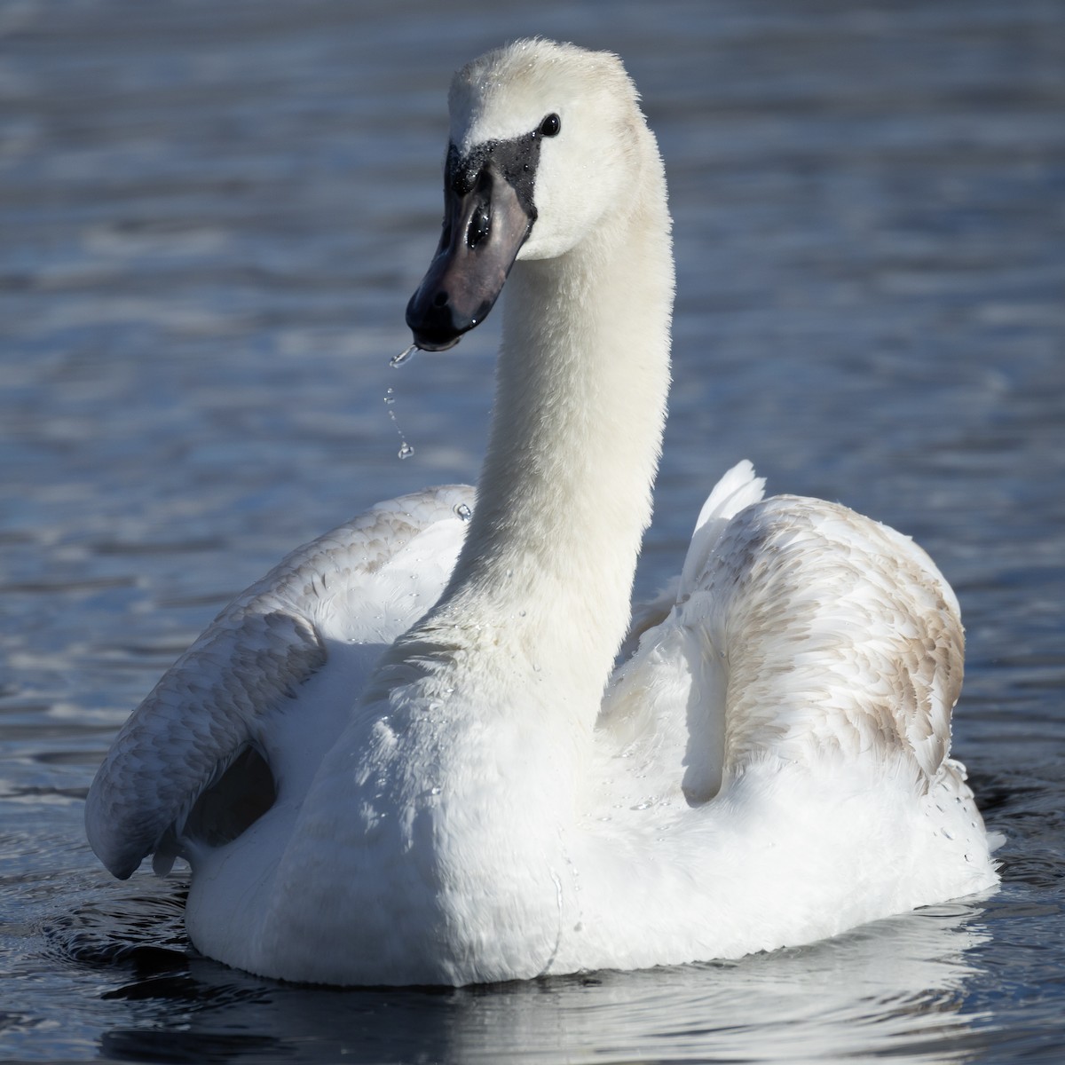 labuť velká - ML645023400