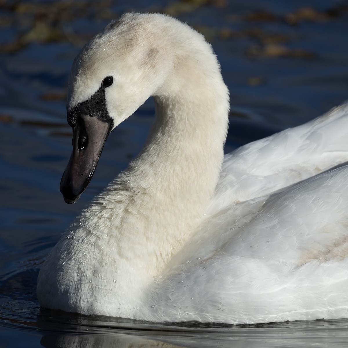 labuť velká - ML645023401