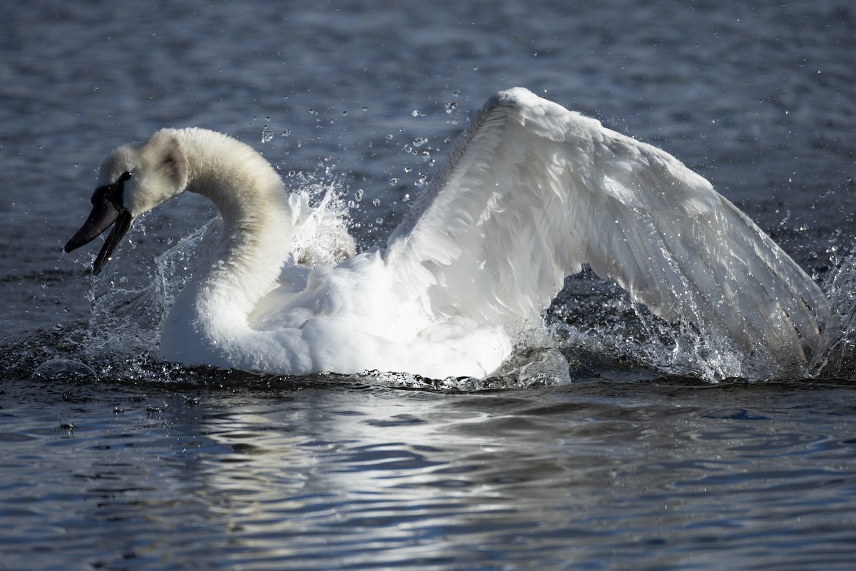 labuť velká - ML645023402