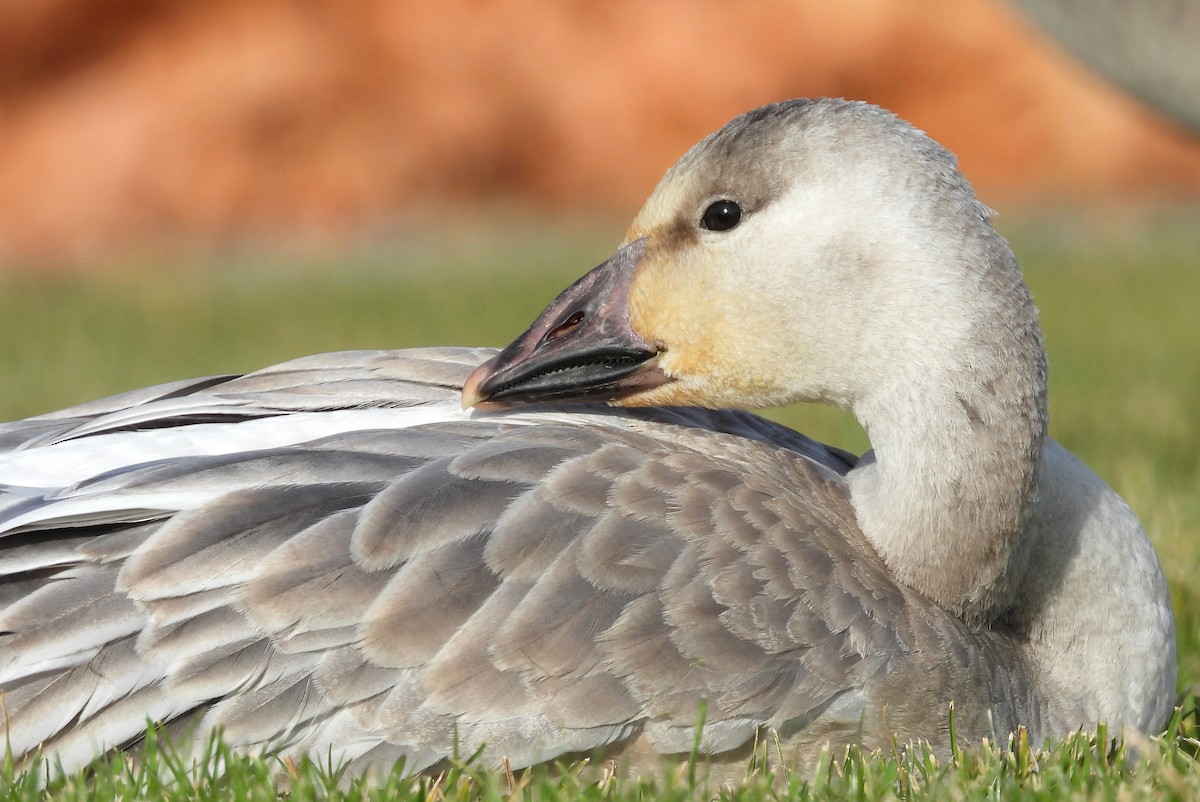 Snow Goose - ML645023437