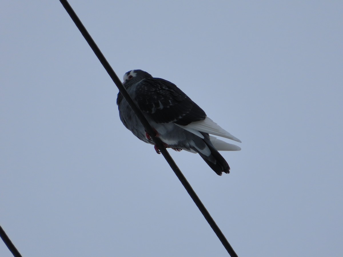 Haitz-usoa (etxekoa) - ML645023441