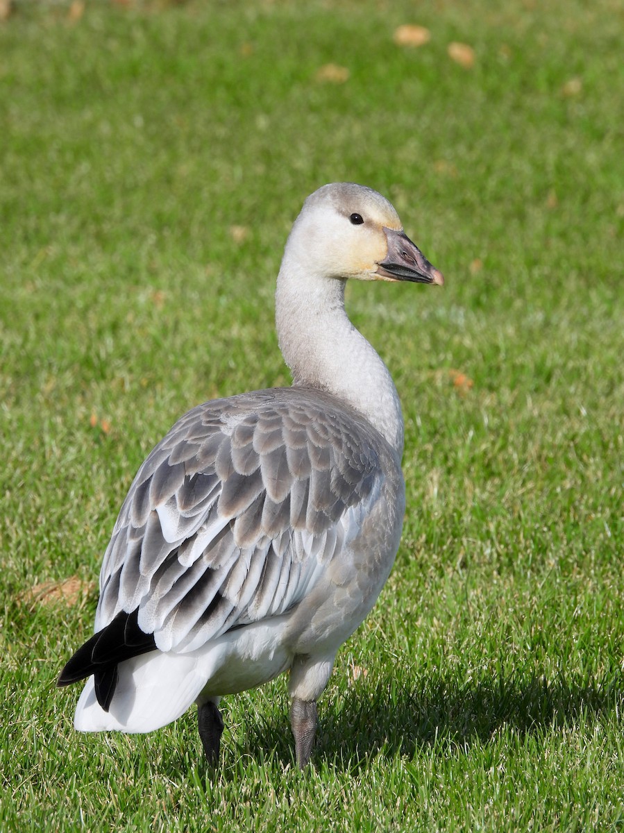 Snow Goose - ML645023457