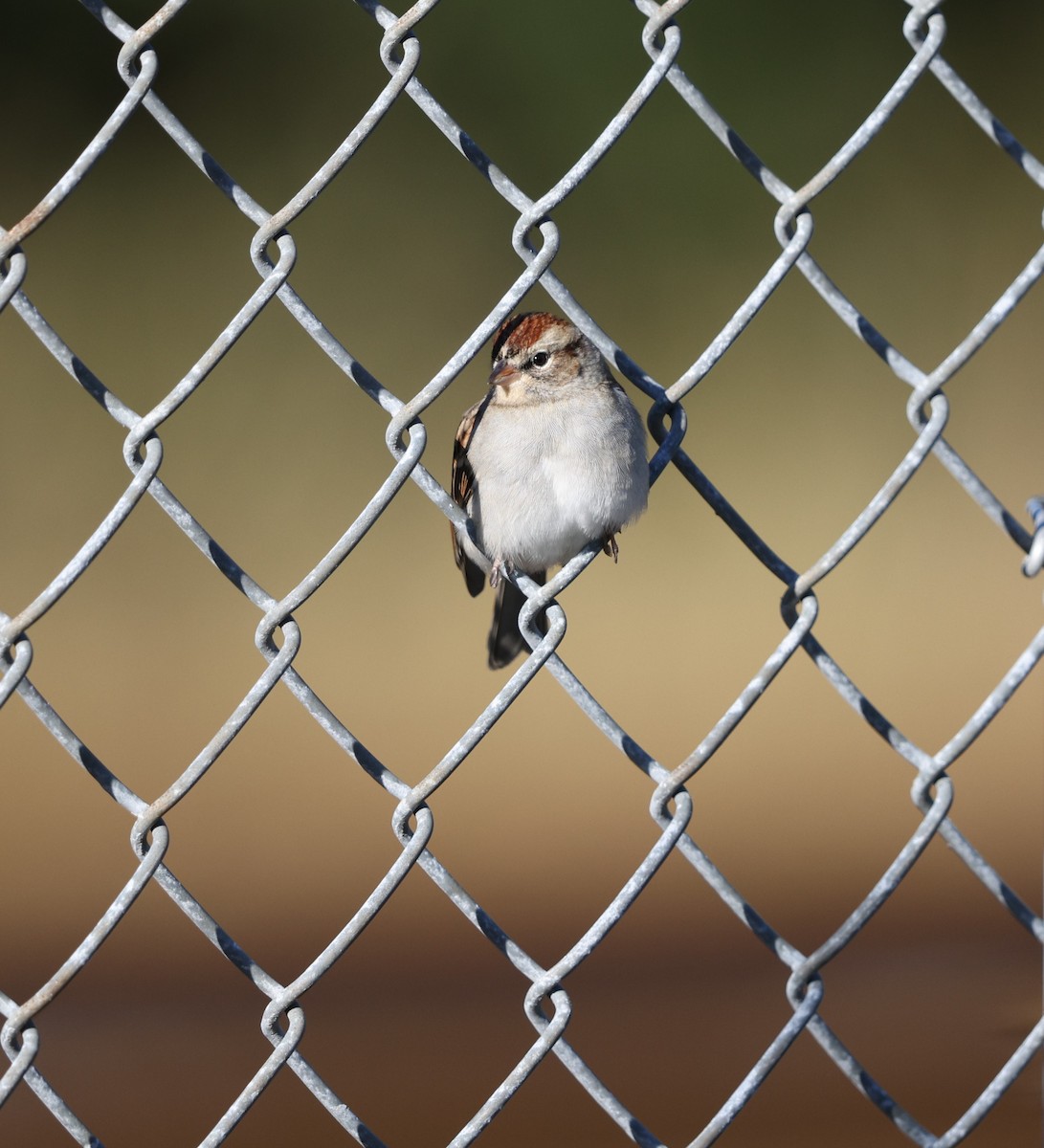 Chipping Sparrow - ML645023465