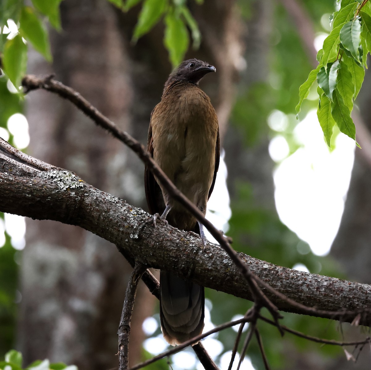Gray-headed Chachalaca - ML645023468