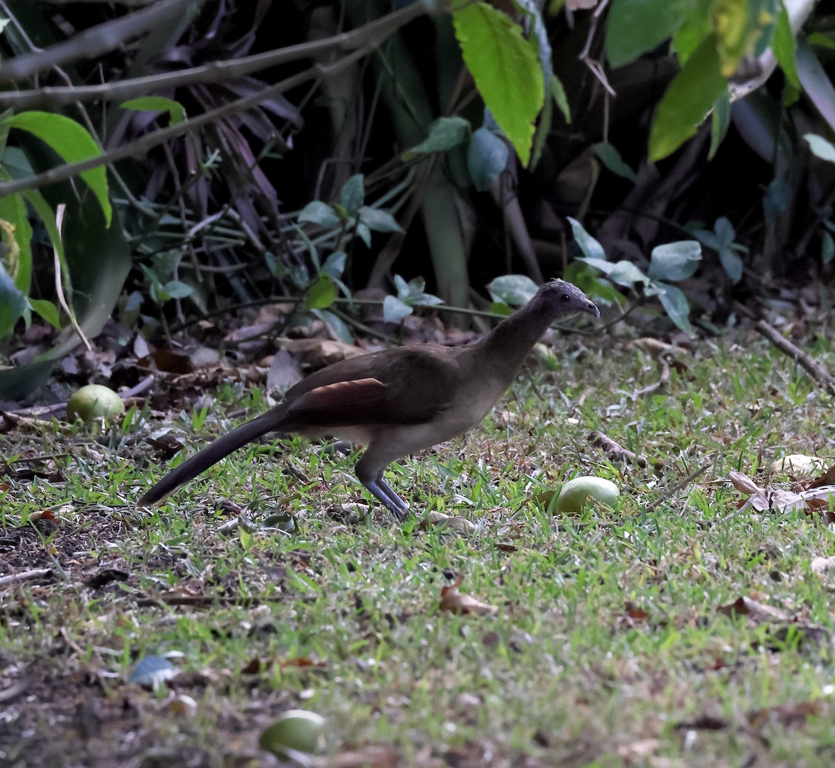 Gray-headed Chachalaca - ML645023469