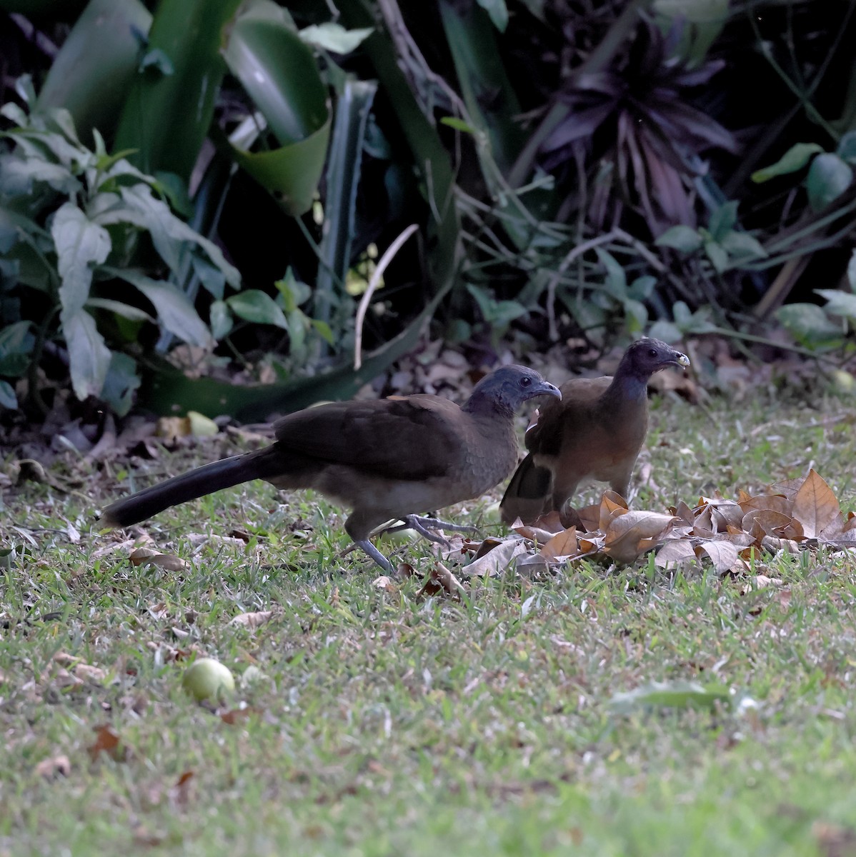 Gray-headed Chachalaca - ML645023478