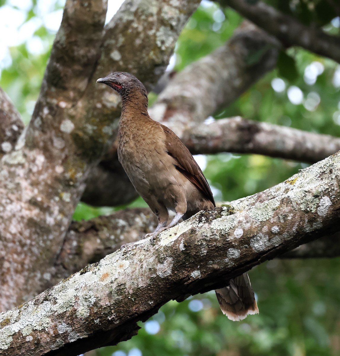 Gray-headed Chachalaca - ML645023479