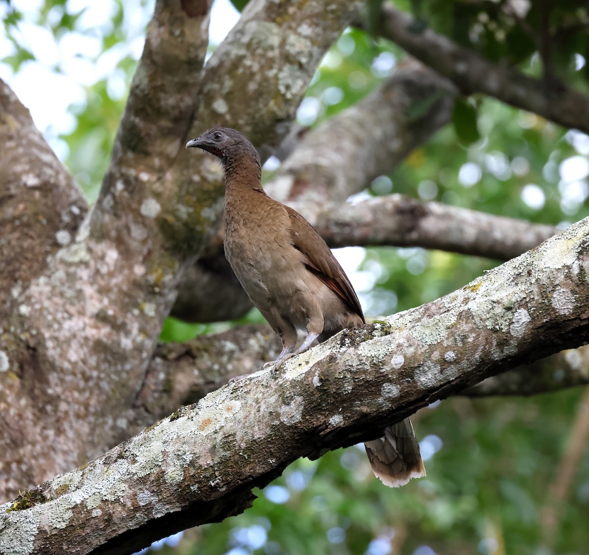Gray-headed Chachalaca - ML645023480