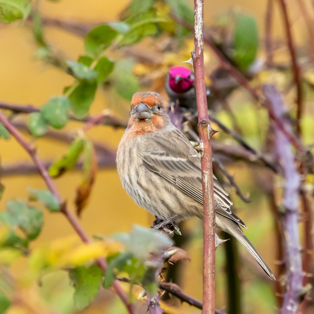 House Finch - ML645023484