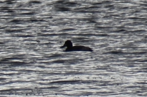 Морская чернеть - ML645023501