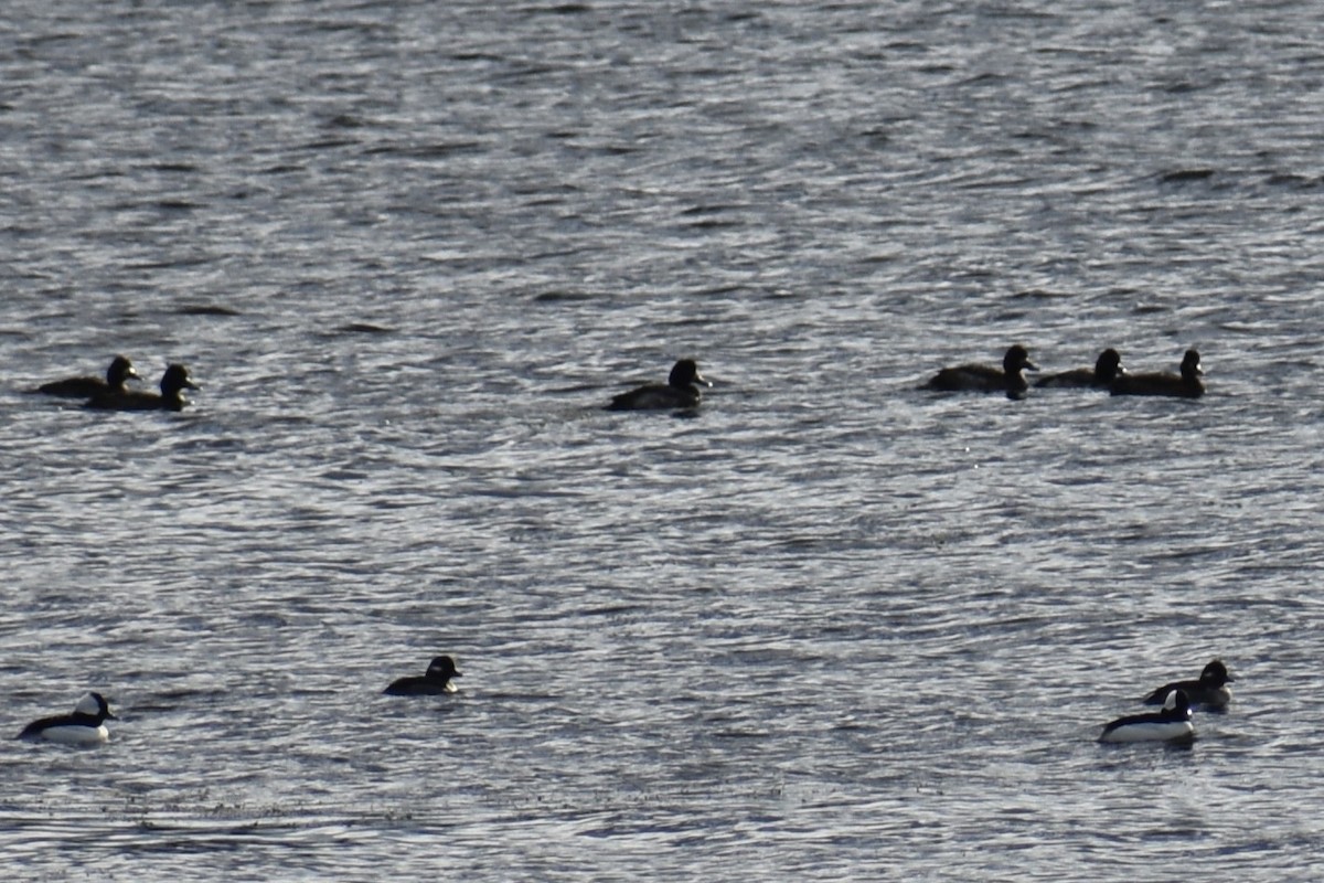 Морская чернеть - ML645023502