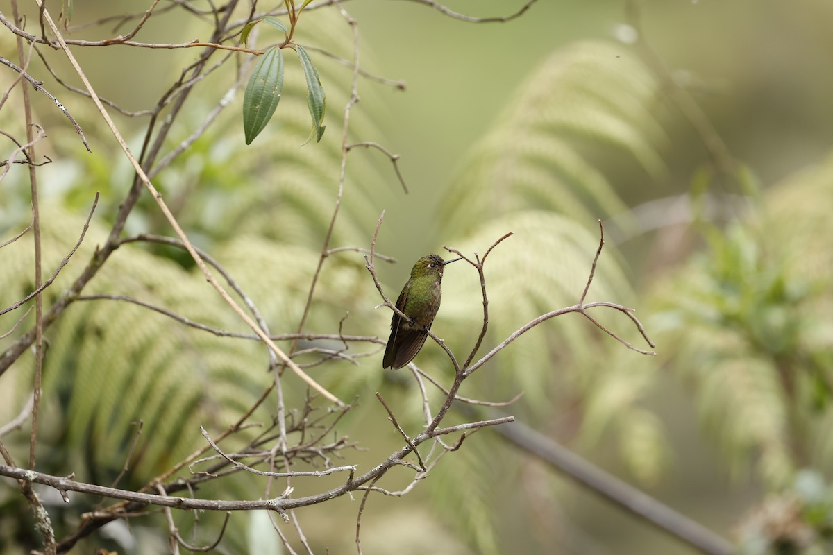 Fire-throated Metaltail - ML645023523