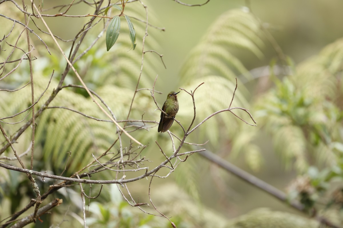 Fire-throated Metaltail - ML645023524