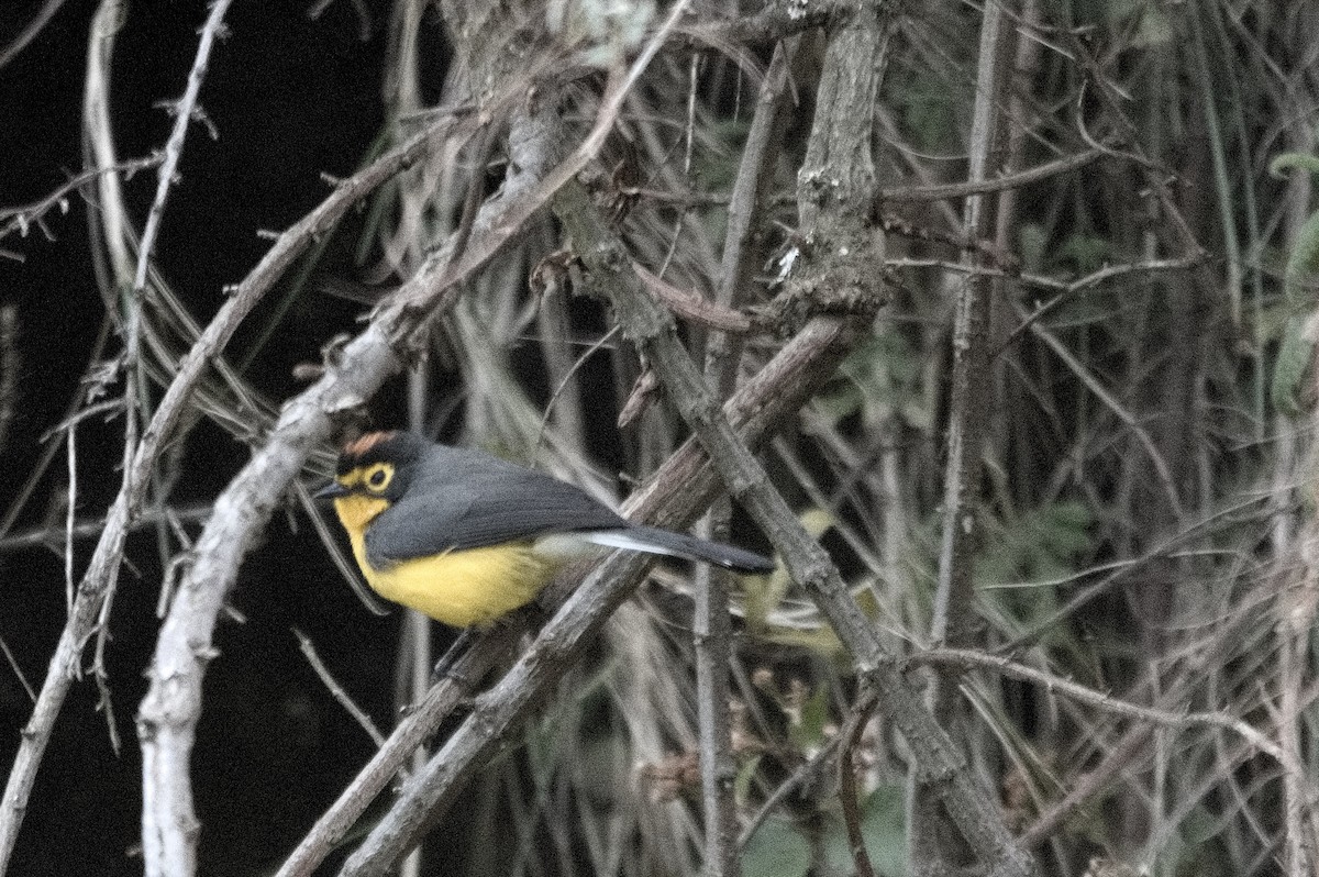 Spectacled Redstart - ML645023552
