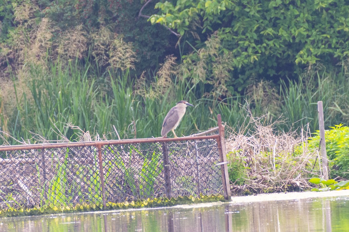 Black-crowned Night Heron - ML645023571