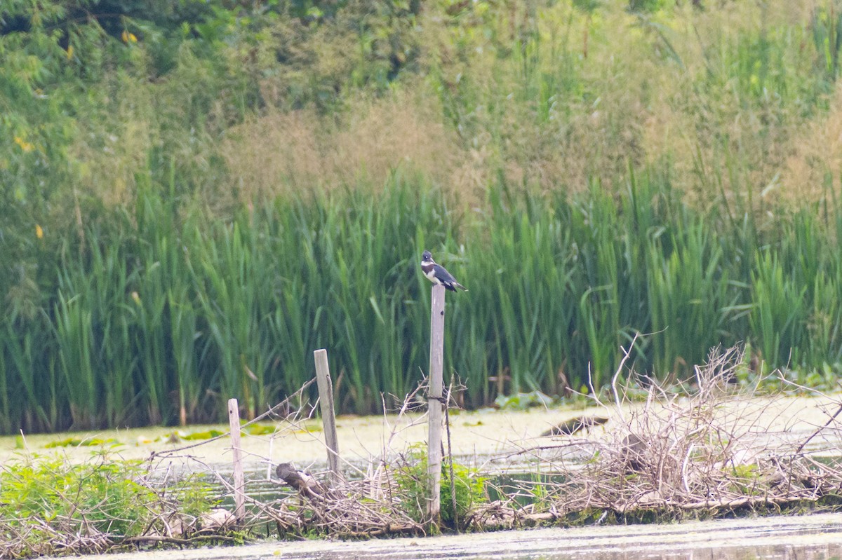 Martin handi iparramerikarra - ML645023575