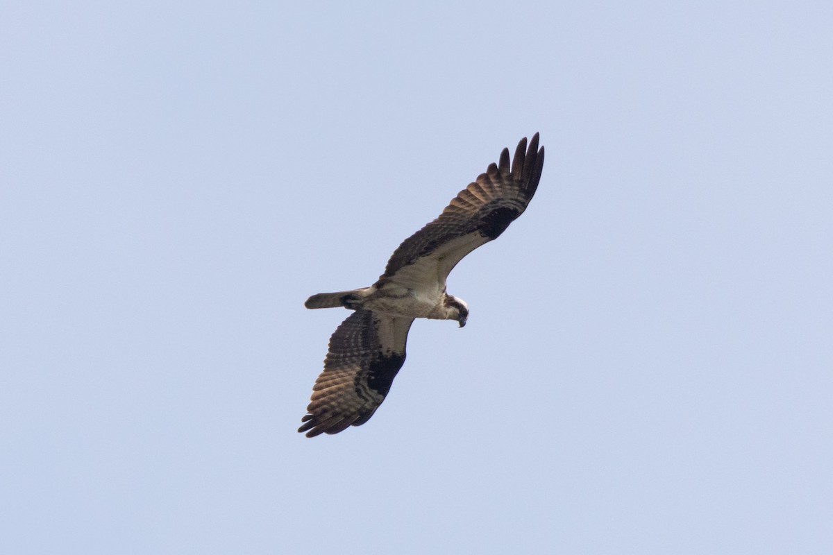 Osprey - ML645023580