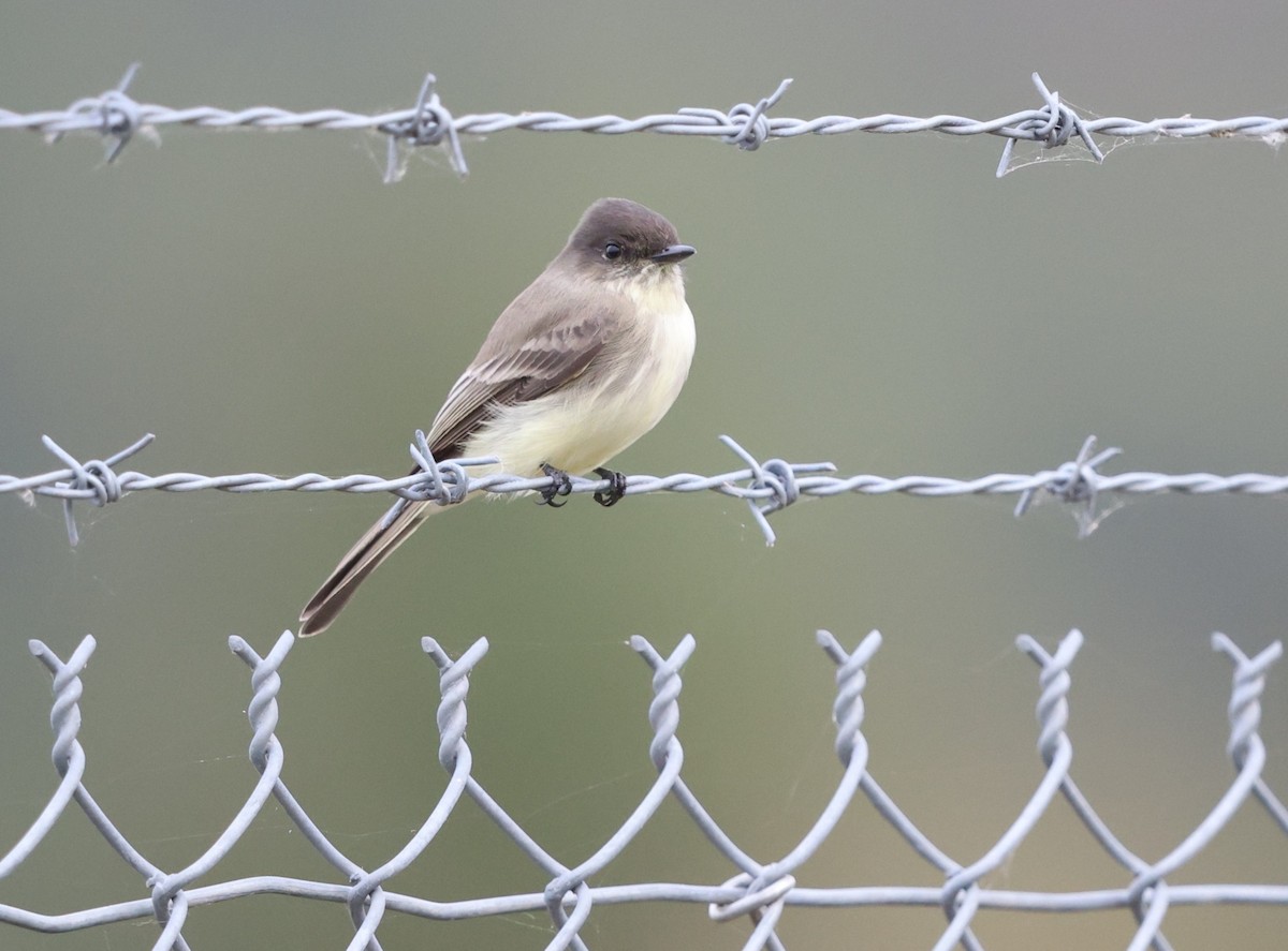 Eastern Phoebe - ML645023581