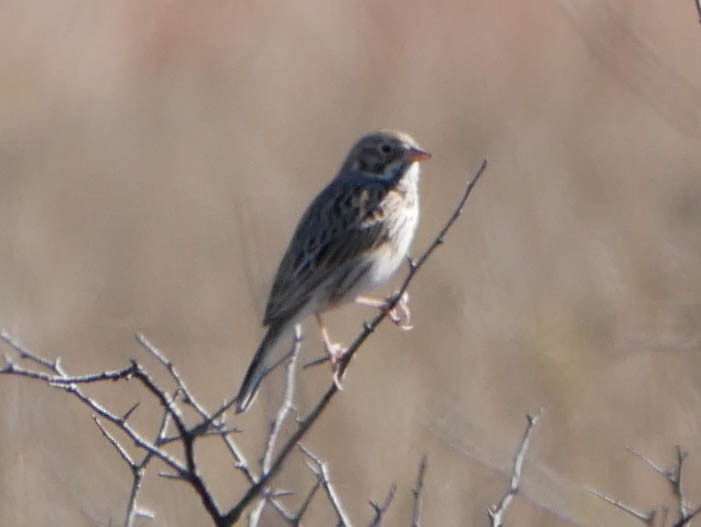 オジロヒメドリ - ML645023585