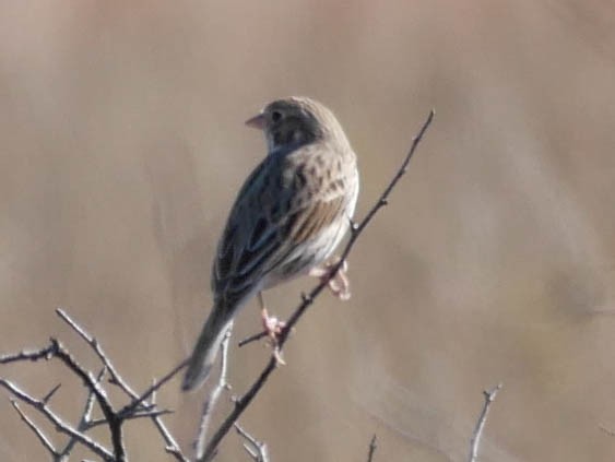 オジロヒメドリ - ML645023586