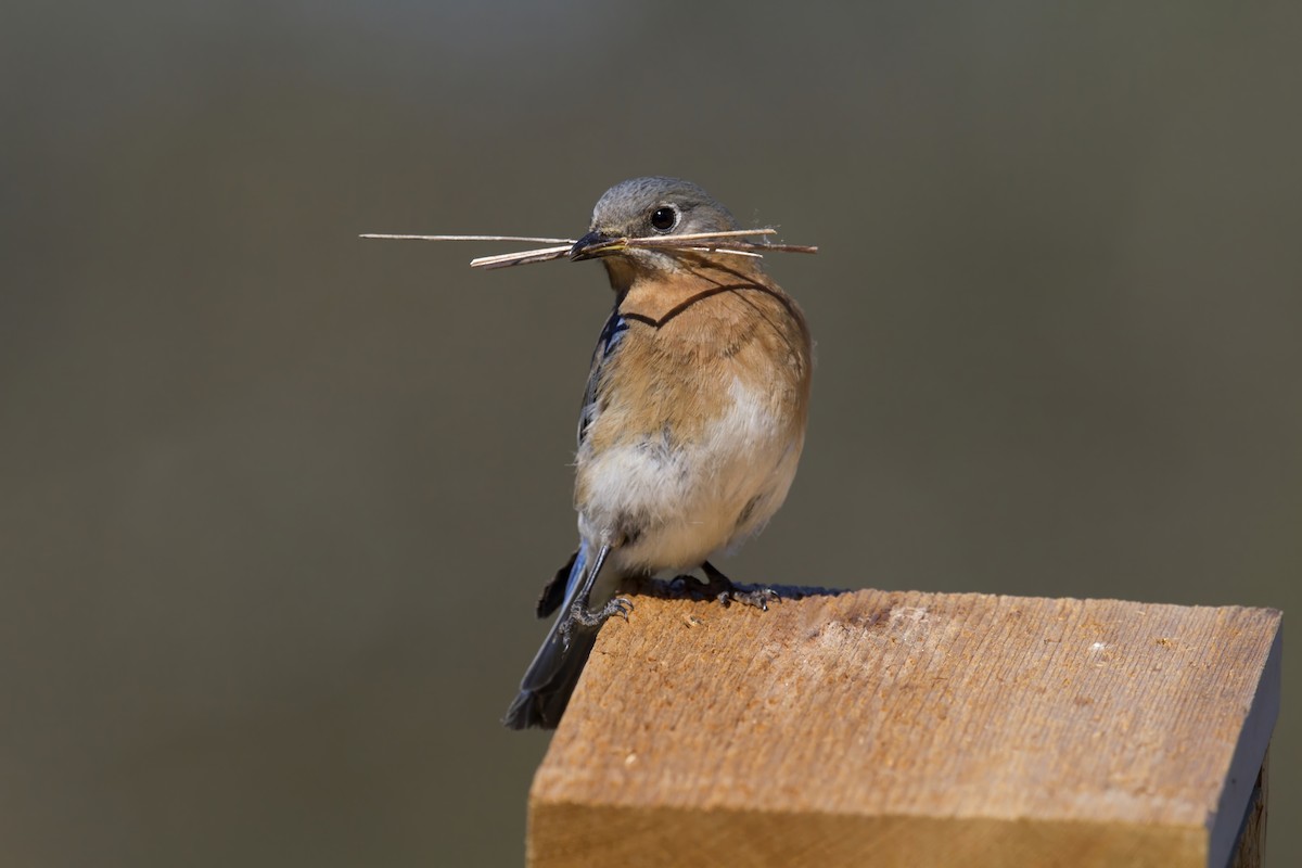 Doğulu Mavi Ardıç - ML645023588