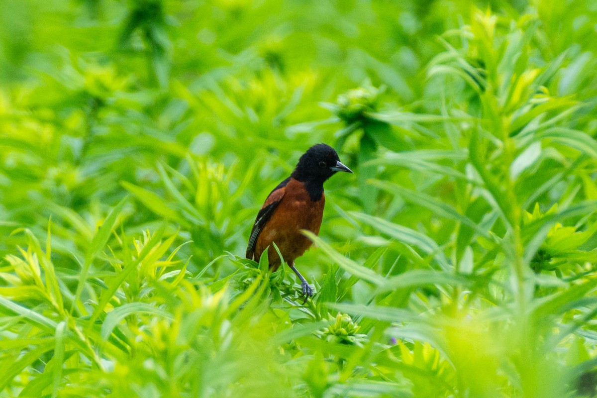 Orchard Oriole - ML645023592