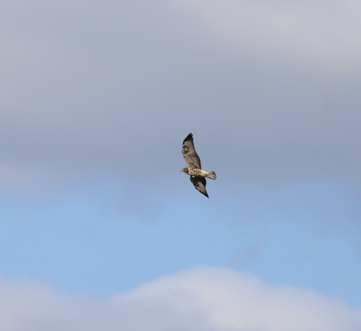 Swainson's Hawk - ML645023603