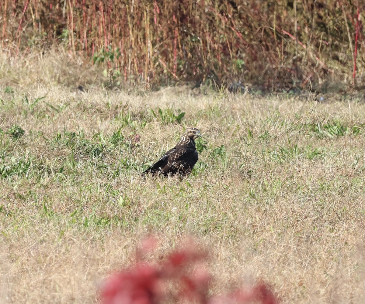 Swainson's Hawk - ML645023604
