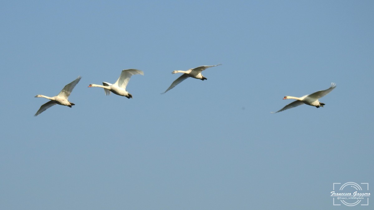 labuť velká - ML645023614