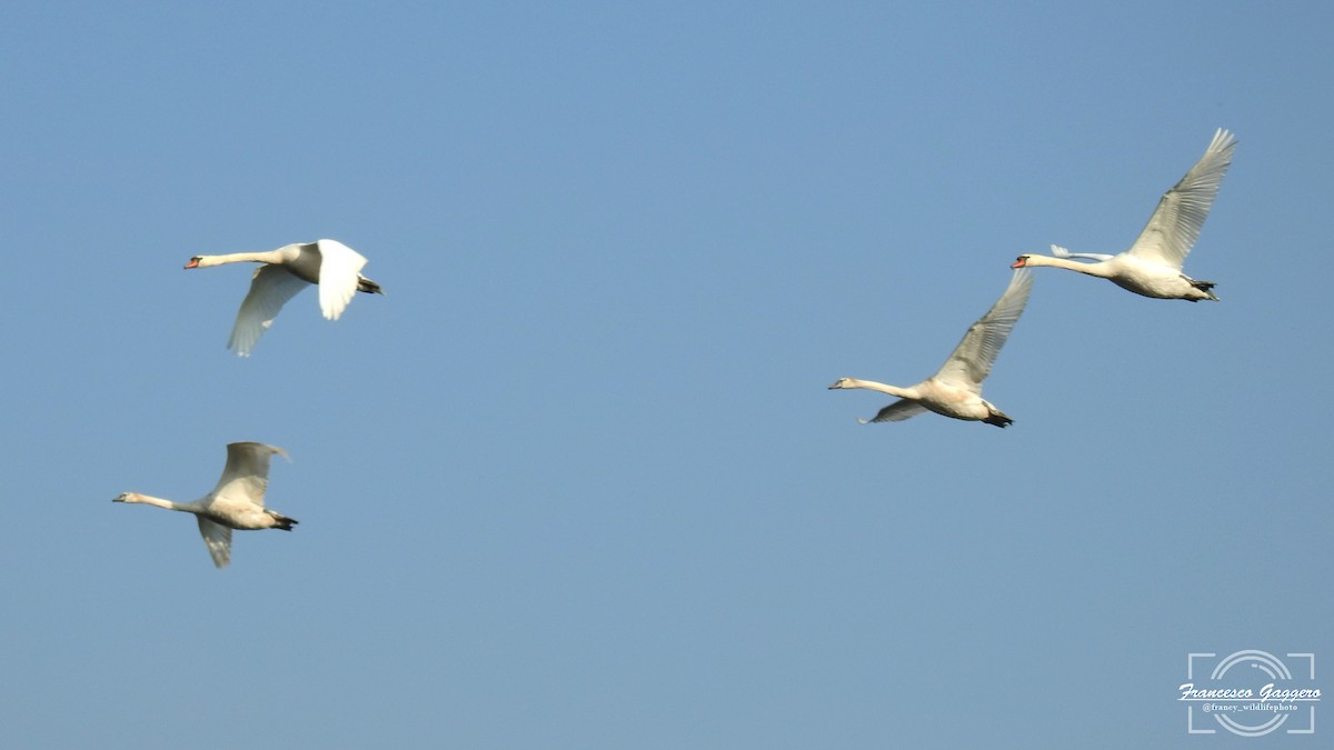 labuť velká - ML645023615