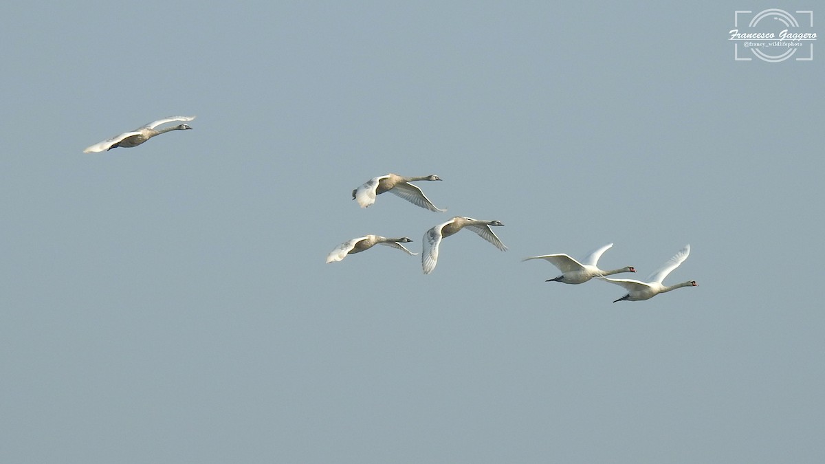 labuť velká - ML645023616