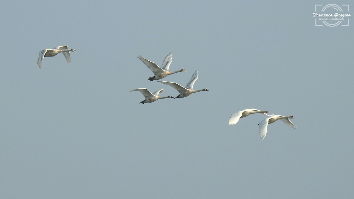 labuť velká - ML645023617