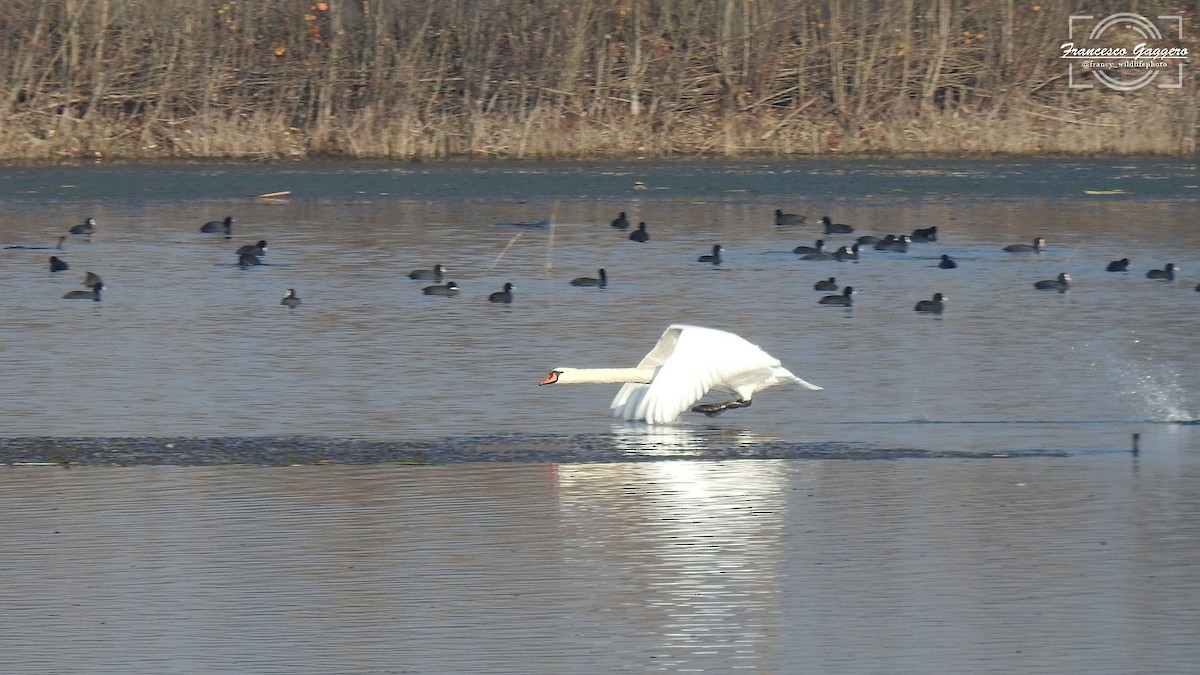 labuť velká - ML645023618