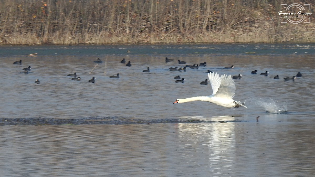 labuť velká - ML645023619