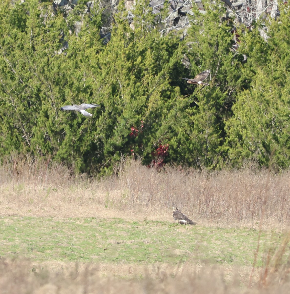 Northern Harrier - ML645023620